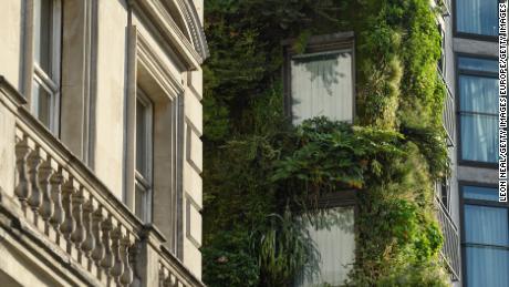LONDON, ENGLAND - JULY 16: Plants grow on the living wall at The Athenaeum hotel on July 16, 2019 in London, England. On July 22, London will officially become the world's first national park city, following a six year campaign started by former geography teacher Daniel Raven-Ellison. The aim of the declaration is to ensure that everyone has access to nature, can breathe cleaner air, live in affordable green homes and swim in safe rivers. The group behind the project will publish a 