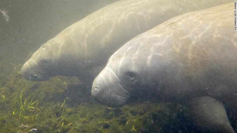 Manatee deaths in Florida surpass 1,000 in a historically grim year for the species