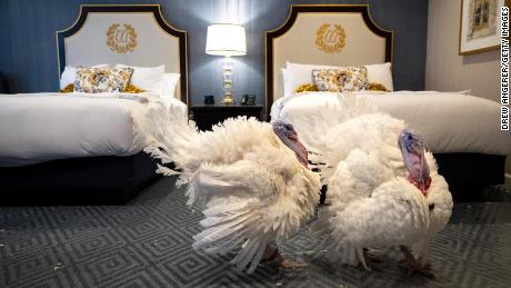 Peanut Butter and Jelly, the National Thanksgiving Turkey and alternate, walk about in their suite at the Willard Hotel following a news conference held by the National Turkey Federation November 18, 2021 在华盛顿, 直流电. 