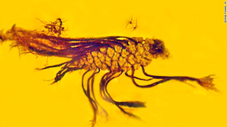 L'ambra cattura il raro comportamento delle piante in un antico, pigna estinta