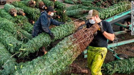 Grounds crew load cut and packaged Christmas trees onto trucks at Noble Mountain Tree Farm in Salem, オレゴン, に 2020. Noble Mountain is one of the largest Christmas tree farms in the world, harvesting about 500,000 trees per season.