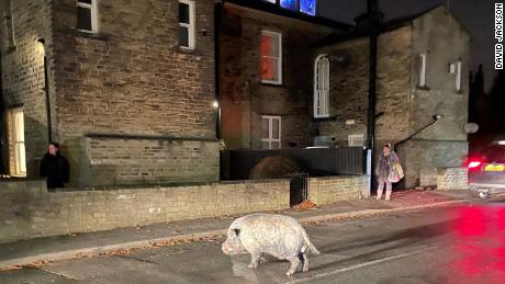 One of the pigs finds its way onto a road next to the golf club. 