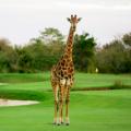 Animals on golf courses 070404