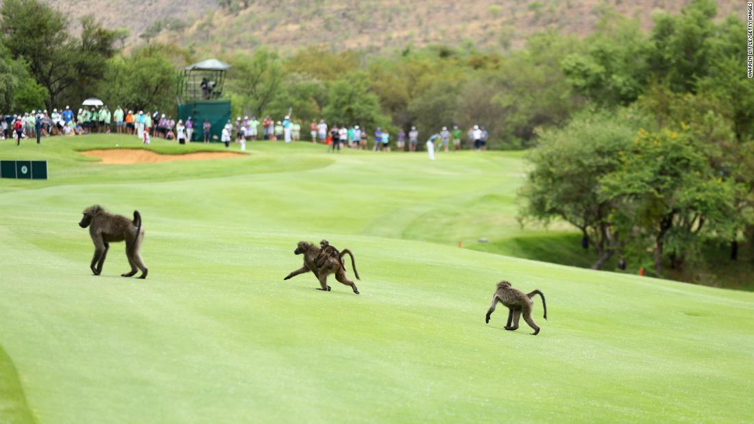 Baboons cross a fairway during day two of the Nedbank Golf Challenge at Gary Player CC in Sun City, South Africa in 2016.  