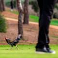Animals on golf courses 110521