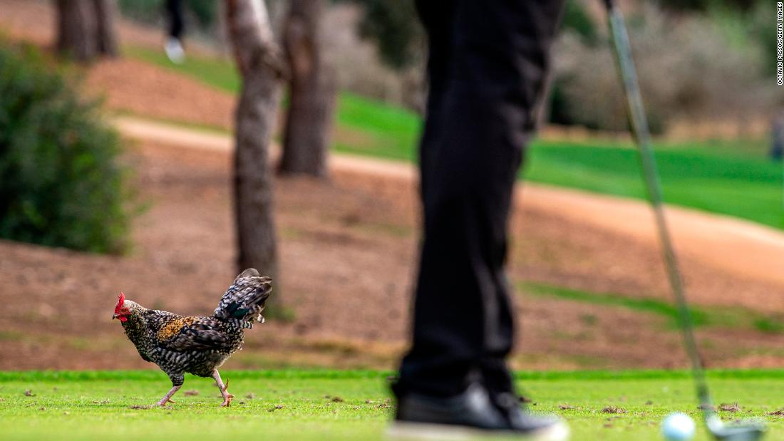 A cockerel is seen on the 15th tee during the second day of the Rolex Challenge Tour Grand Final at T-Golf &amp;安培; Country Club in Mallorca, Spain in 2021.