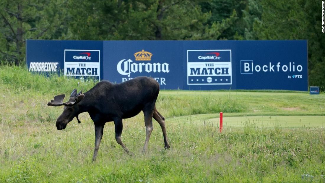 A moose walks across the 16th tee during &quot;The Match&报价; at The Reserve at Moonlight Basin in Big Sky, Montana in 2021. 