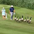 Animals on golf courses 072221