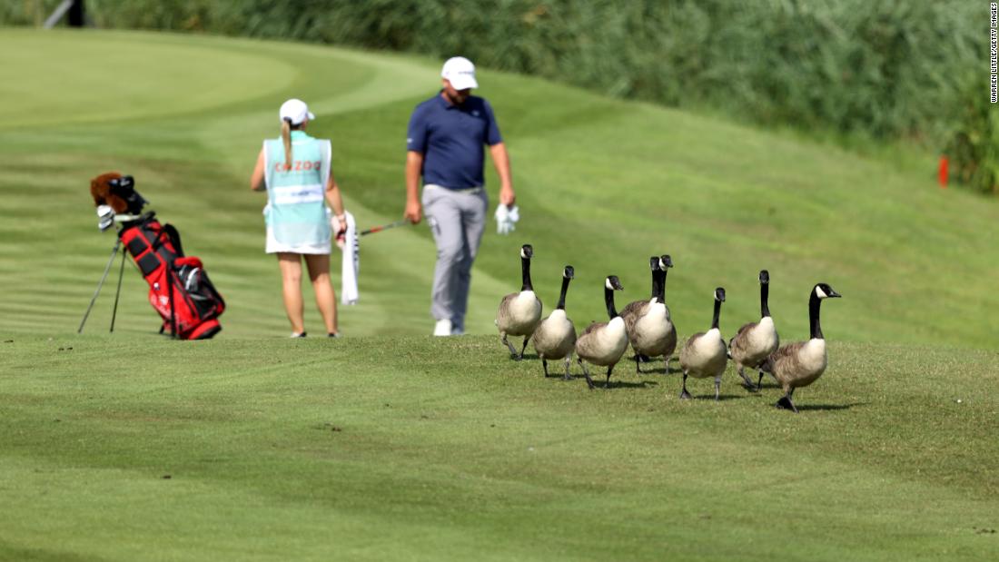 Geese waddle along the sixth hole at the Celtic Manor Resort as Jack Senior prepares to play his third shot during day one of the Cazoo Open supported by Gareth Bale in Newport, Wales in 2021. 
