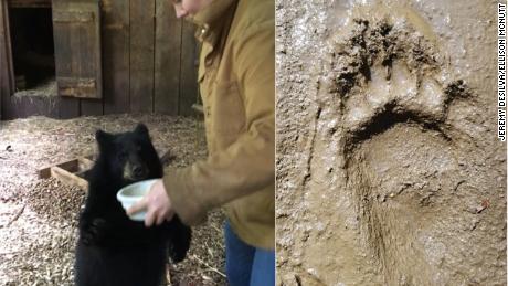 Ellison McNutt, a study author, collects data from a juvenile female black bear (left.) A footprint from one of the juvenile male black bears, derecho. 