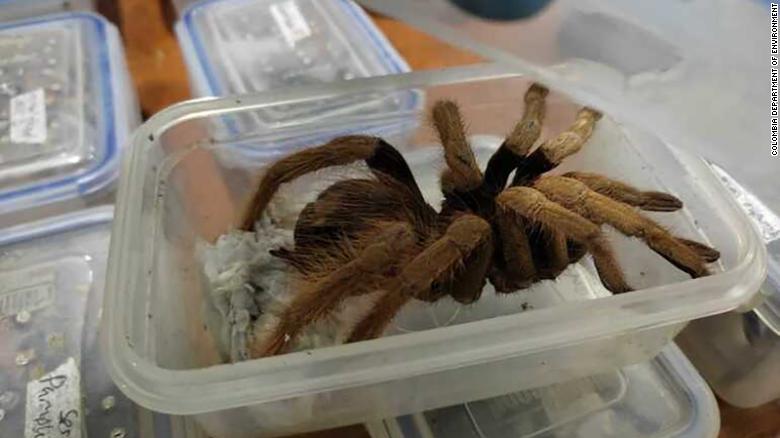 Colombia seizes hundreds of tarantulas and insects bound for Germany