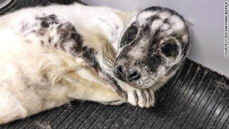A seal pup named Deimos washed up in the UK this week and was rescued by the British Divers Marine Life Association.
