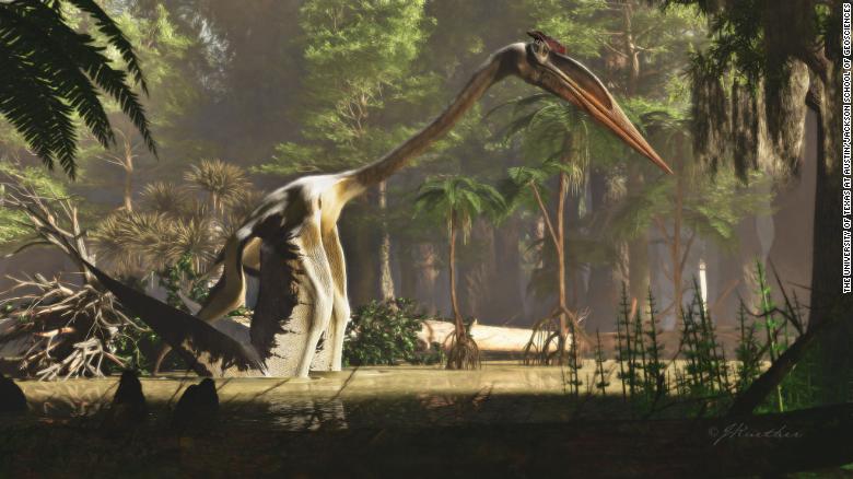 An extinct reptile with a massive wingspan leapt 8 feet in the air to take off