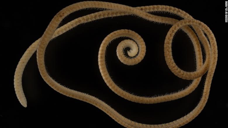 最初の真のヤスデがオーストラリアで発見されました. それは生きている動物の中で最も多くの足を持っています