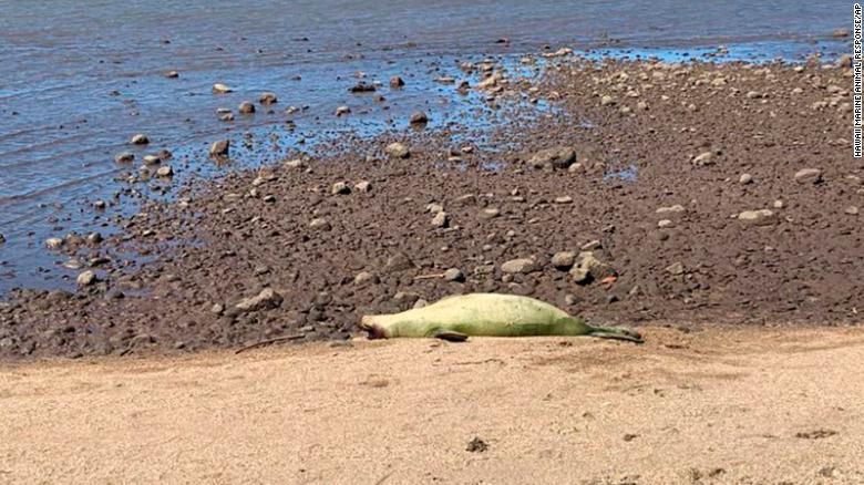 Monk seal killed by 'intentional gunshot wound to the head,' Hawaii officials say
