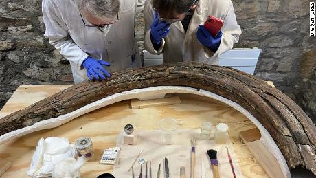 Fossil discovery of 5 mammoths along with Neanderthal tools reveals life in ice age
