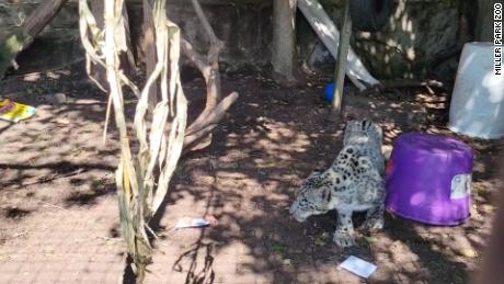 눈표범, 코로나19 감염 후 일리노이 동물원서 사망