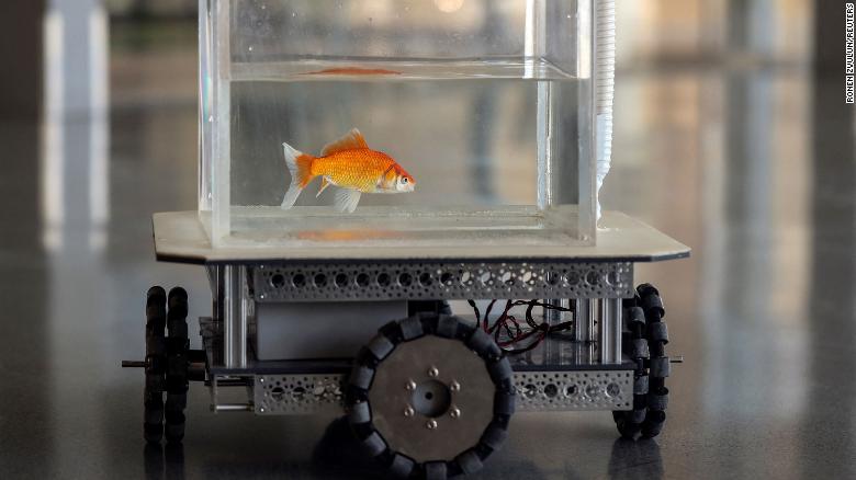 Los científicos enseñaron a los peces dorados a conducir -- and it turns out they're pretty good at it