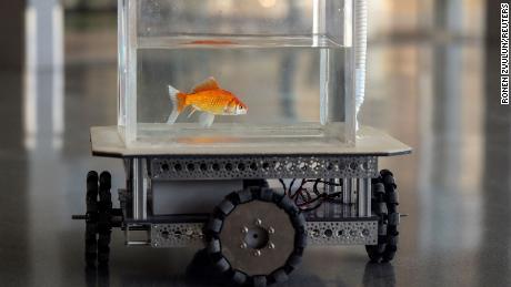 Scientists taught goldfish to drive -- and it turns out they&#39;re pretty good at it