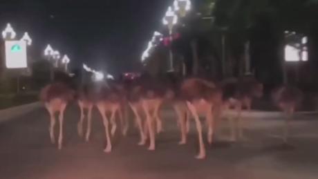 80 ostriches escaped a farm in China