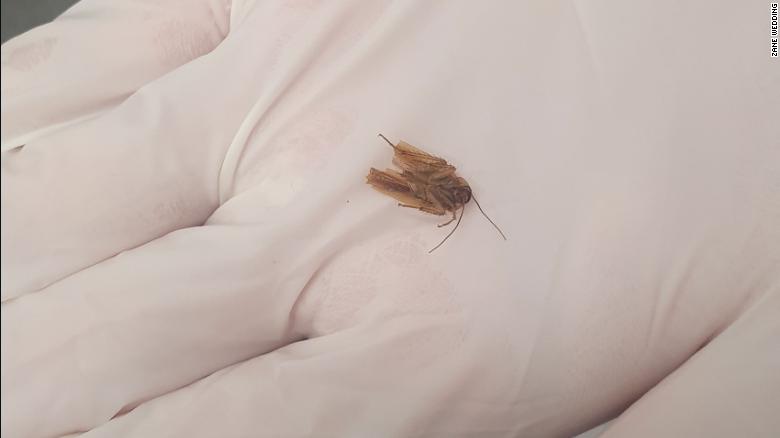 'A cockroach moving in my head': Insect removed from man's ear after three days