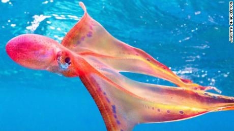 ビデオ: 'Once in a lifetime' rare blanket octopus spotted in Australia