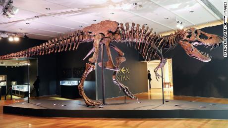 The T-Rex skeleton known as &#39;Stan&#39; is displayed in a gallery at Christie&#39;s auction house in New York City on September 17, 2020.