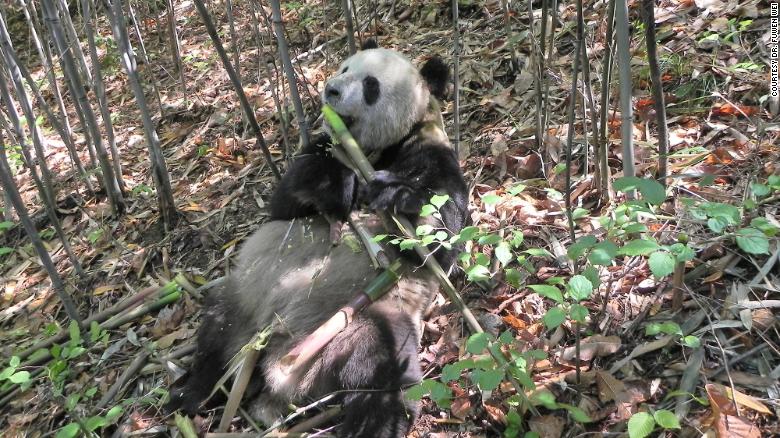 Bacteria help pandas get the most out of being picky eaters, 연구 말한다