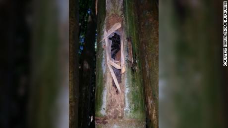 蜘蛛は竹の茎の中に絹の管を作ります. 