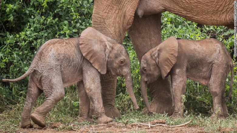 ケニアで生まれた珍しい双子の象が生存のために戦う