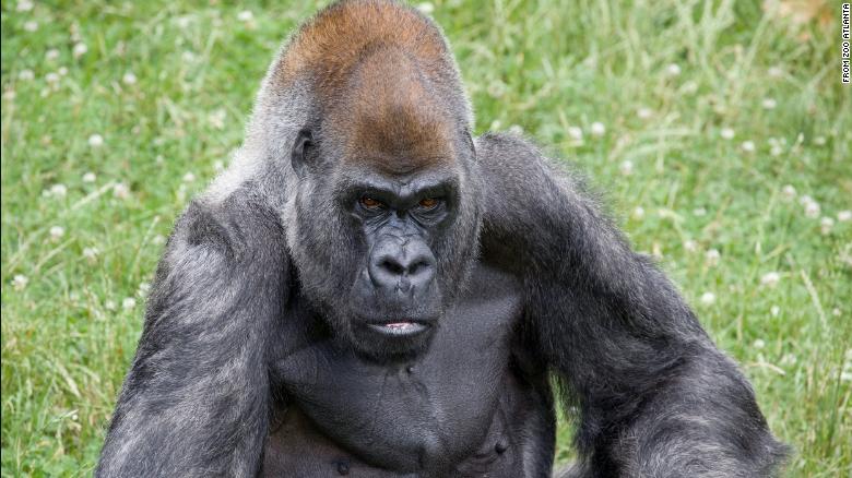オジー, the world's oldest male gorilla, アトランタ動物園で亡くなりました