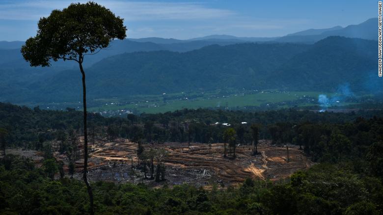 Al di sopra di 10 anni e $  1bn on the table yet little was achieved in a historic forests deal, dice lo studio