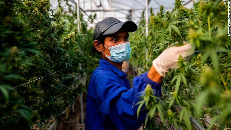 La Thailandia dà il via libera alla coltivazione della cannabis in casa