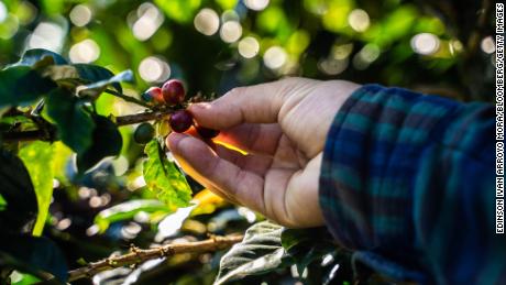 Climate change is coming for our coffee 