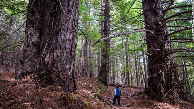 A redwood forest in California has been permanently returned to its Indigenous tribes