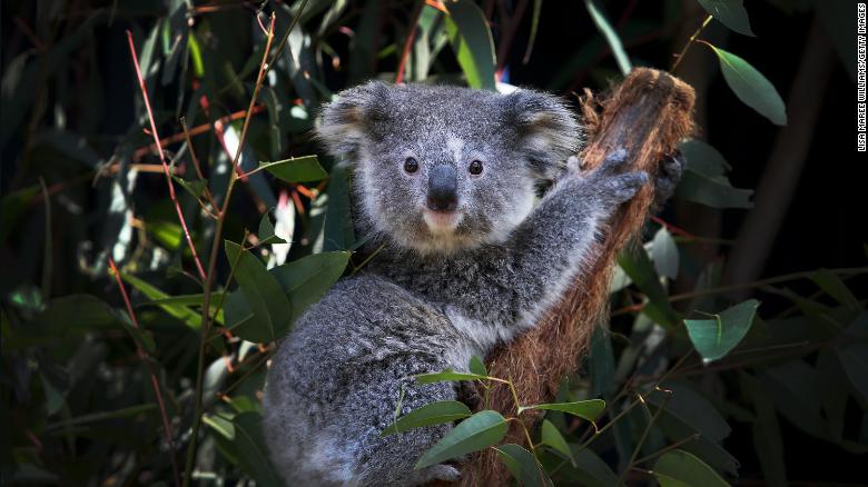 Australia to spend a record $  35 million to protect koalas