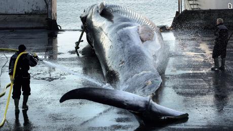 Iceland to end whaling from 2024 amid controversy and falling demand