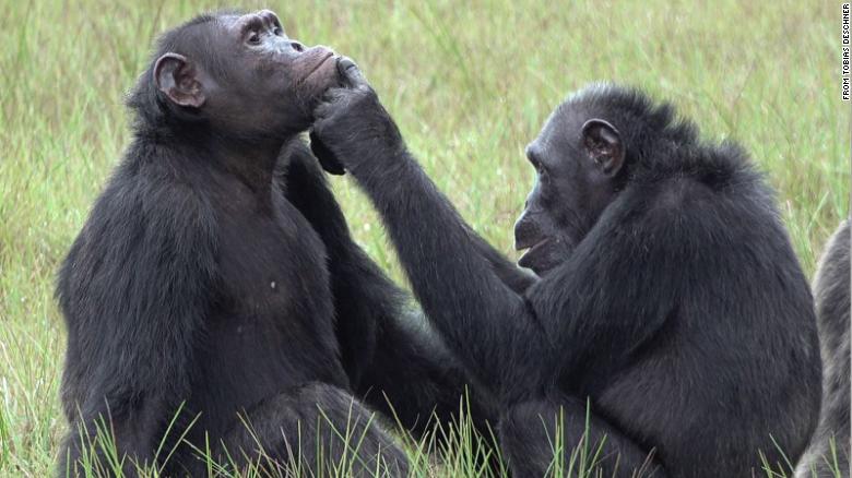 Chimpanzees apply 'medicine' to each others' wounds in a possible show of empathy
