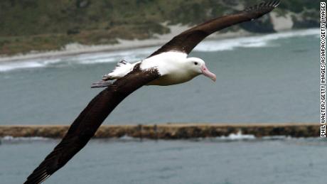 DUNEDIN, NEW ZEALAND - MARCH 06:  A Northern Royal Albatross at the Taiaroa Heads Albatross Colony near Dunedin, New Zealand, Sunday, March 06th, 2005.  (Photo by Phil Walter/Getty Images)