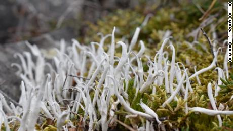 Lichen takes many forms all over the world, like this spaghetti lichen growing in the Alaskan tundra.