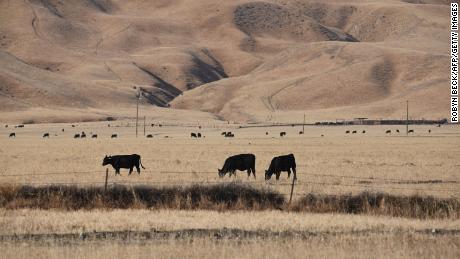 Cows graze on dry grass in California&#39;s drought-stricken Central Valley in July.