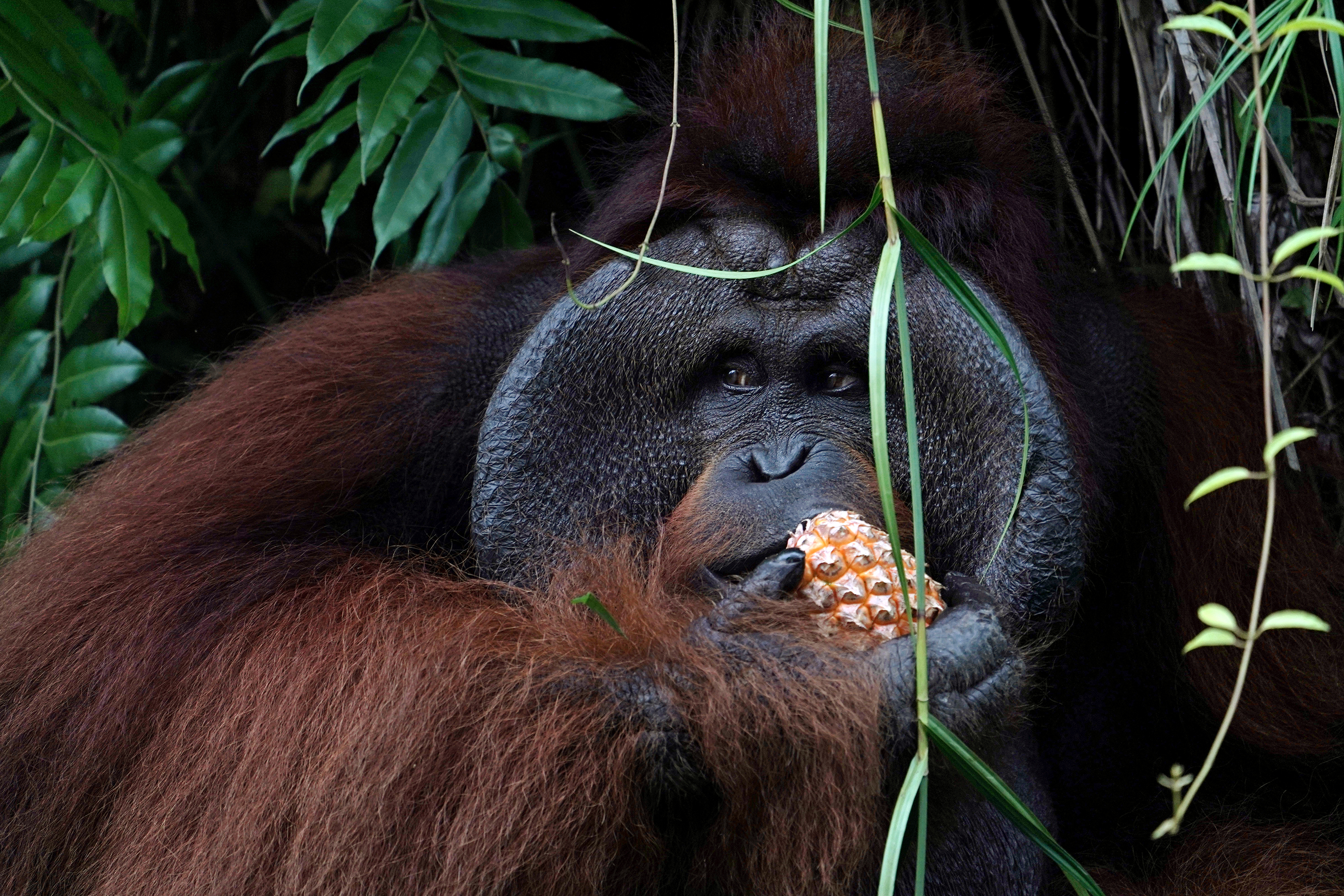 Orangutan bornean Borneo Orangutan