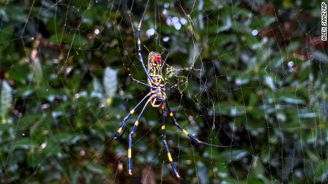 Giant venomous spiders infiltrated the southeastern US and are expected to spread rapidly, los expertos dicen