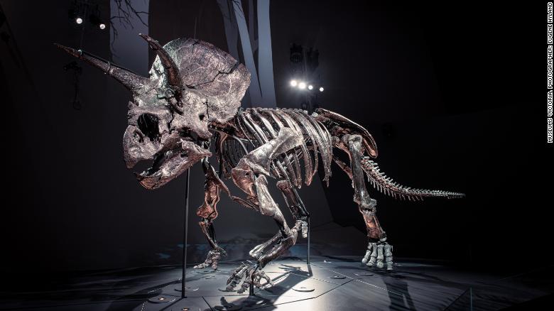 Say hello to Horridus, one of the most complete Triceratops fossils found on Earth