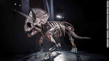 Say hello to Horridus, one of the most complete Triceratops fossils found on Earth