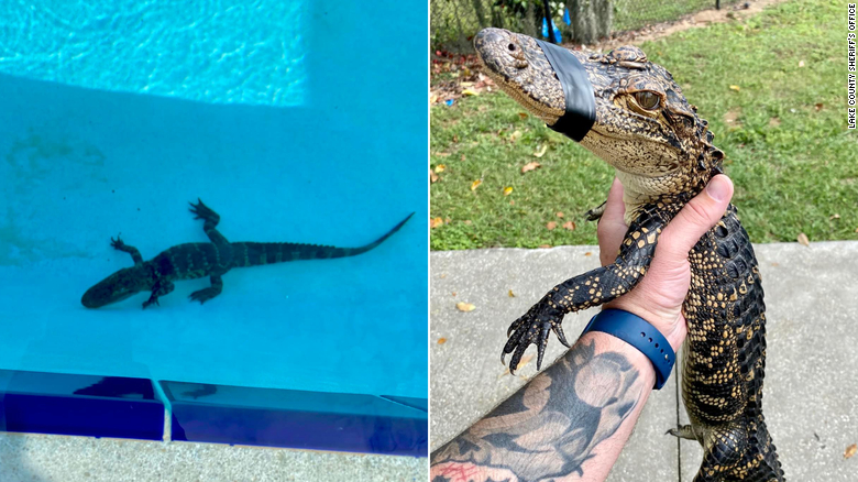 Alligator crashes Florida swim team's practice