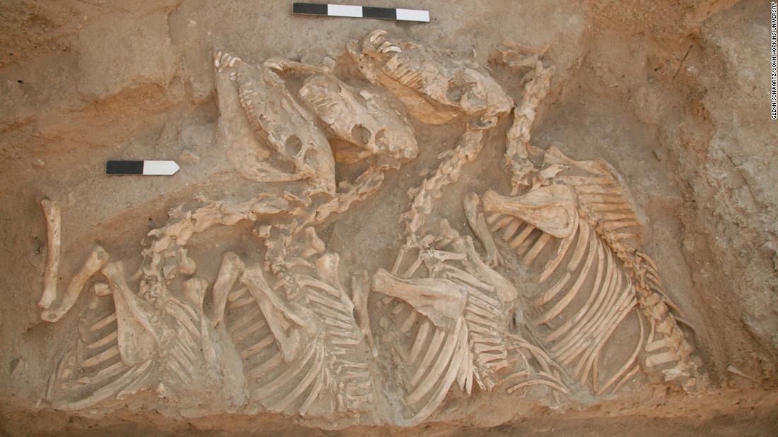 &lt;a href =&quot;https://cnn.com/2022/01/14/world/kunga-mystery-animal-identity-revealed-scn/index.html&quot; 目标=&quot;_空白&amp报价t;&gt;DNA analysis of skeletons buried at Umm el-Marra, 叙利�lt &lt;/�gt��&gt;revealed that during Bronze Age, people created the earliest hybrid animal -- a majestic horselike creature known as a kunga. It had a donkey mom, a Syrian wild ass for a father and lived 4,500 几年前.