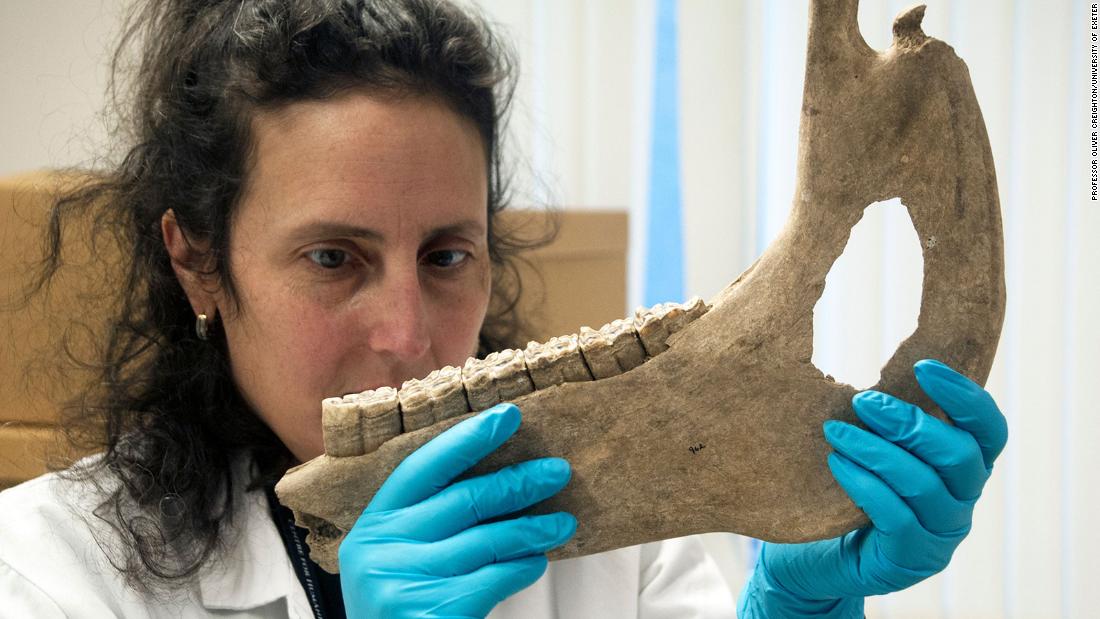 Katherine Kanne, a researcher from the University of Exeter, measures a horse&#39;s jaw bone. Medieval horses were in fact pony-size -- much smaller than their modern descendents, 根据&lt;a href =&quot;https://cnn.com/2022/01/11/europe/medieval-war-horse-ponies-scn/index.html&quot; 目标=&quot;_空白&amp报价t;&gt; largest-ever study&ltp;lt;/一个gtmp;gt; of horse bones.