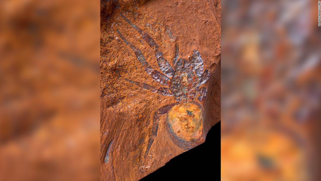 This is a fossilized mygalomorph spider found at McGraths Flat, &lt;a href =&quot;https://edition.cnn.com/2022/01/07/asia/australia-fossil-site-scn/index.html&quot; 目标=&quot;_空白&amp报价t;&gt;a newly discovered and exceptionally well-preserved fossil site&ltp;lt;/一个gtmp;gt; in New South Wales, 澳大利亚.