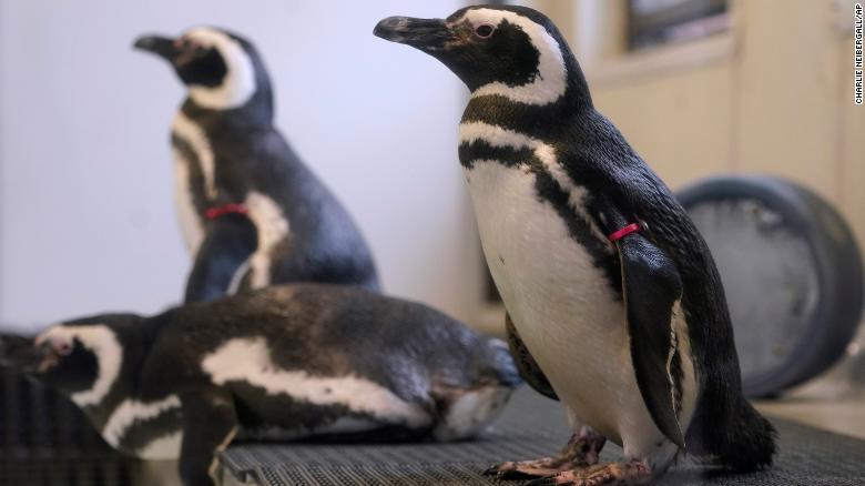 Zoos are moving their birds indoors to protect them against a deadly strain of the avian flu